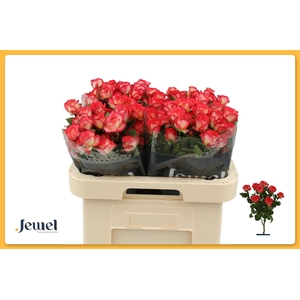 R TR SUMMER DANCE Water