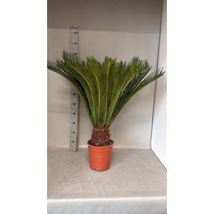 Cycas revoluta