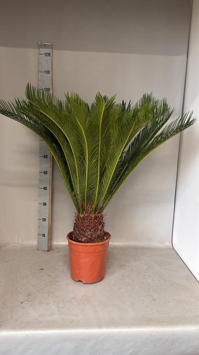 <h4>Cycas revoluta</h4>