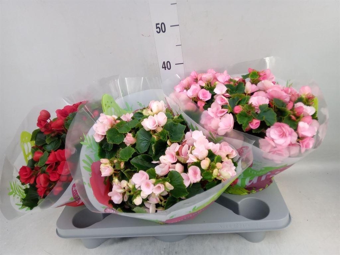 <h4>Begonia elat. EN 'Betulia' ..mix</h4>