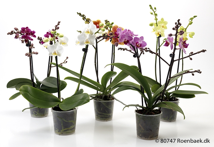 PHALAENOPSIS-HYBRID P9 2 TAK