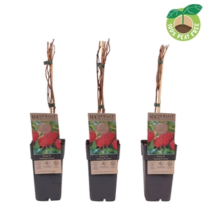 Rubus idaeus 'Malling Promise', P15