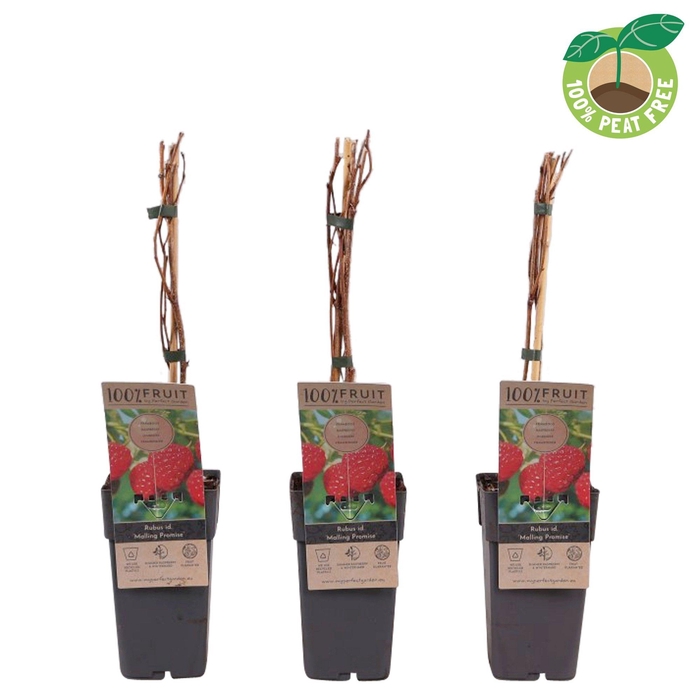 <h4>Rubus idaeus 'Malling Promise', P15</h4>