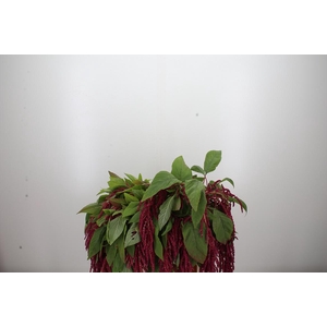 Amaranthus Hang Rood