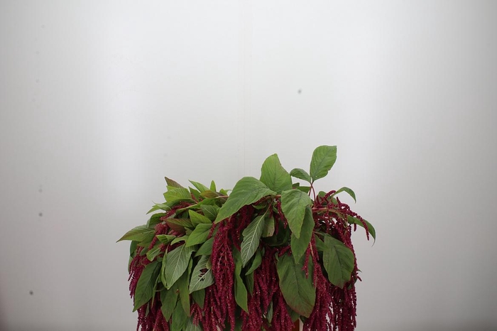 <h4>Amaranthus Hang Rood</h4>