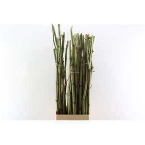 Polygonum Stokken 110cm