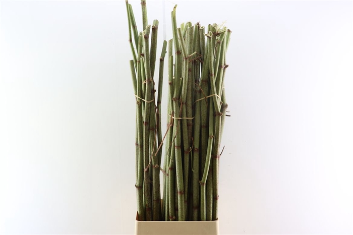 <h4>Polygonum Stokken 110cm</h4>