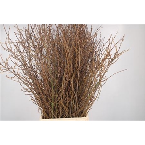 Forsythia P Bunch