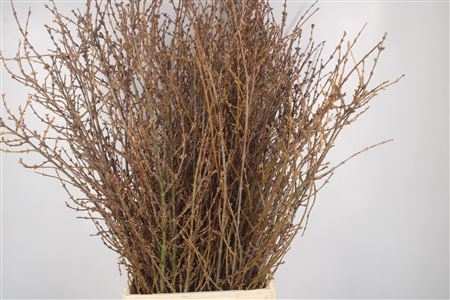 <h4>Forsythia P Bunch</h4>