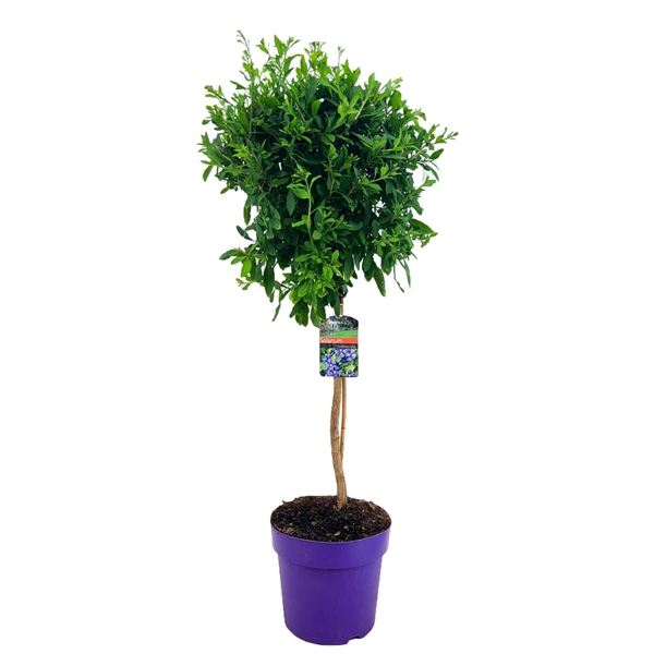 <h4>Solanum rantonetti</h4>