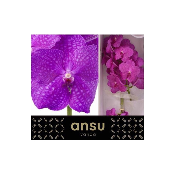 <h4>Vanda Ni Hot Magenta</h4>