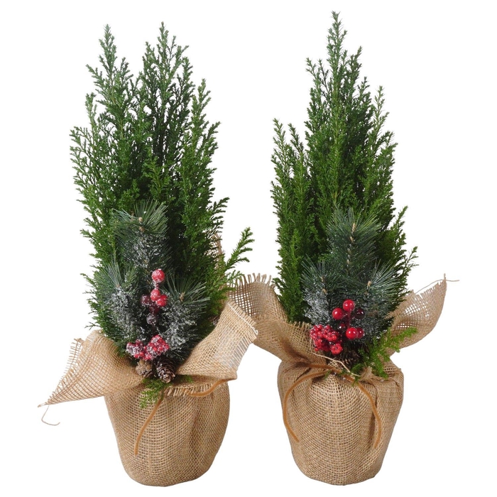 <h4>PTK25209 Ellwoodii in jute met decoratie</h4>