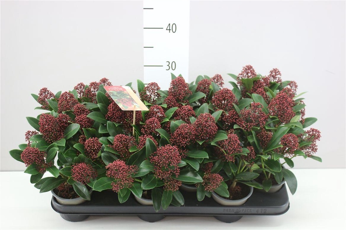 <h4>Skimmia Jap. Rubella 5+</h4>