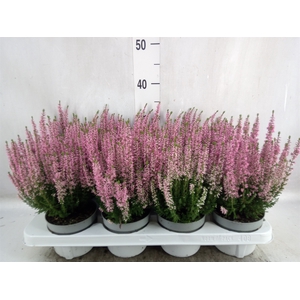 Calluna vulg. 'Beauty L Merlyn'