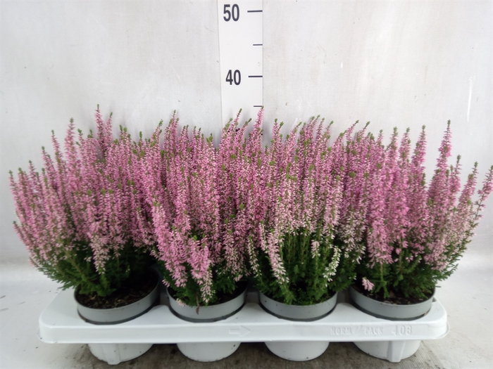 Calluna vulg. 'Beauty L Merlyn'