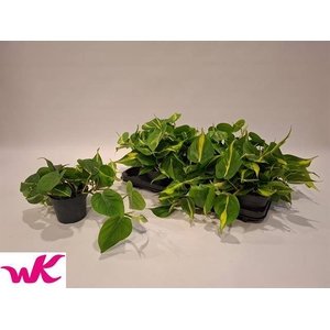 .Philodendron scandens brasil