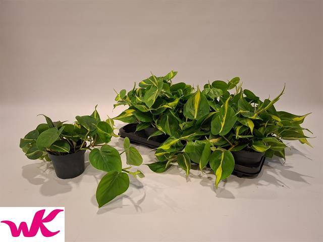 <h4>.Philodendron scandens brasil</h4>