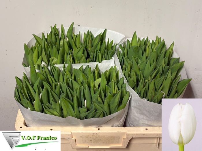 <h4>TU EN ROYAL VIRGIN</h4>