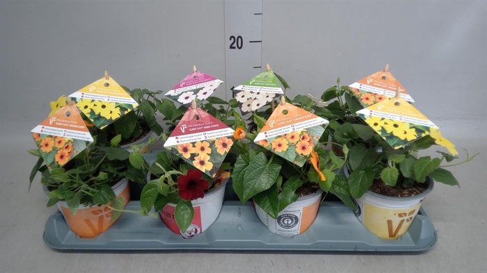 <h4>Thunbergia alata</h4>