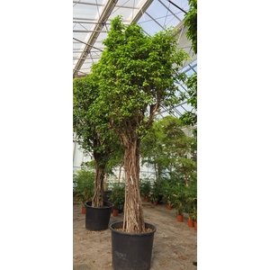 Ficus Columnar