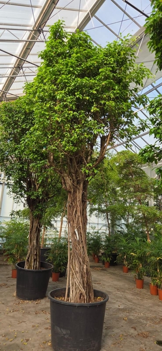 <h4>Ficus Columnar</h4>