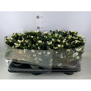 Rhododendron sim.   ...