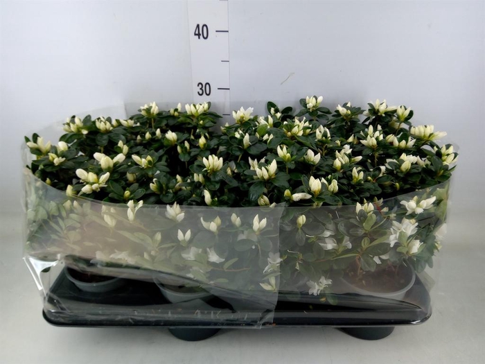 <h4>Rhododendron sim. ...</h4>