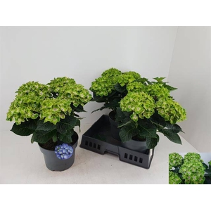 HYDR REMBRAND P23 5+