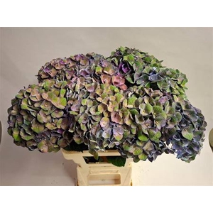Hydr M Opal Picasso Cl