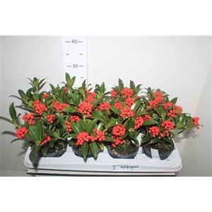 Skim Ja Oberries Red 5+