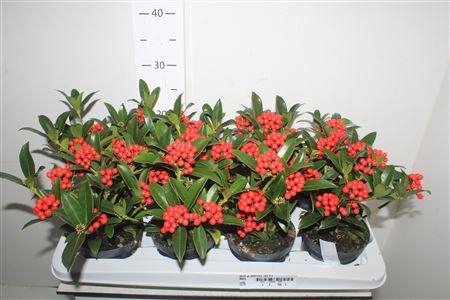 <h4>Skim Ja Oberries Red 5+</h4>