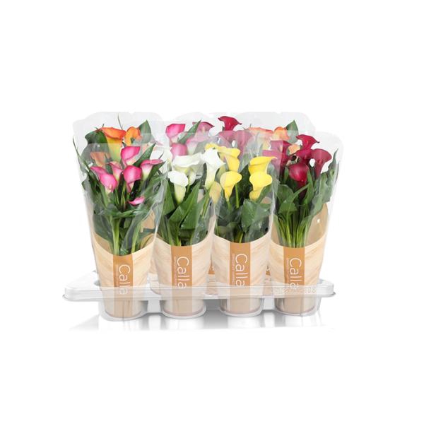 <h4>Zantedeschia gemengd Calla mix in bedrukte hoes</h4>