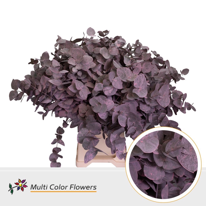 <h4>Eucalyptus cinerea Frost Rose</h4>