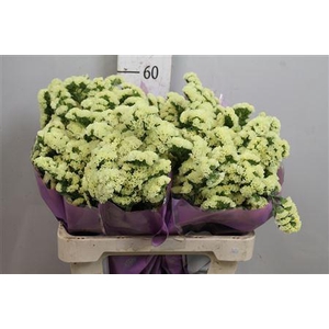 Lim S Yellow Sun Bird