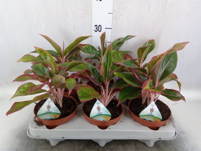 Aglaonema  'Crete'