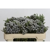 Cape Green Silver Brunia