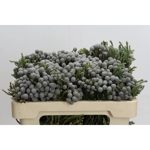 Kaaps Groen Silver Brunia