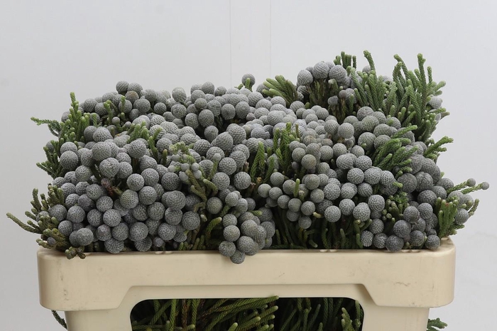 <h4>Kaaps Groen Silver Brunia</h4>