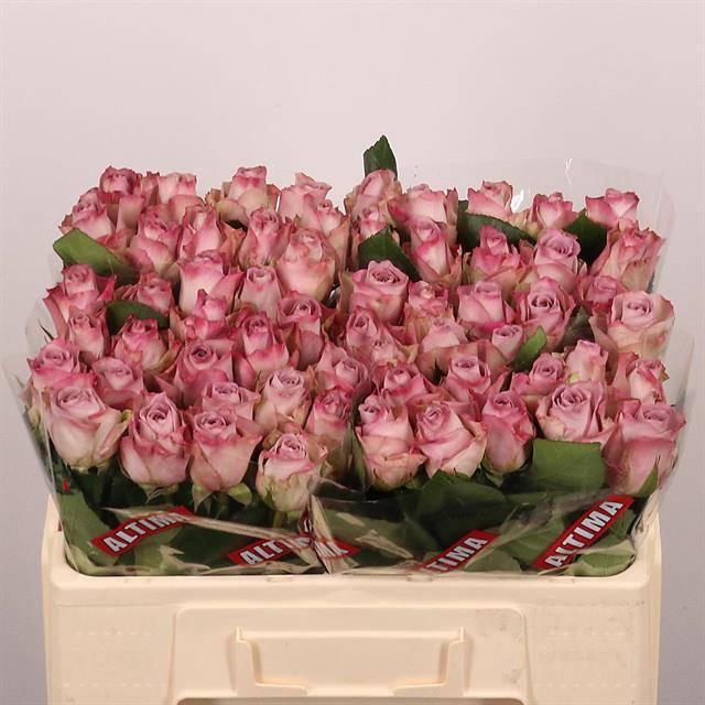 <h4>R Gr Memory Lane!</h4>