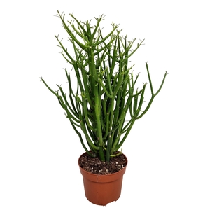 EUPHOR TIRUCALLI