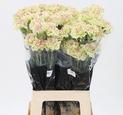 <h4>DI ST MOCHI</h4>