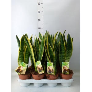 Sansevieria trifa. 'Laurentii'