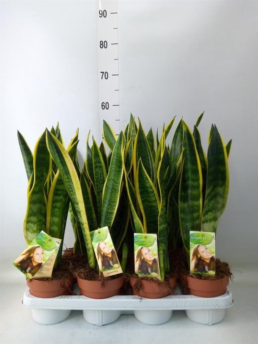 <h4>Sansevieria trifa. 'Laurentii'</h4>