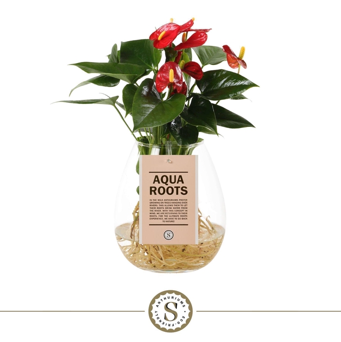 <h4>Aqua Roots Bowl Red</h4>