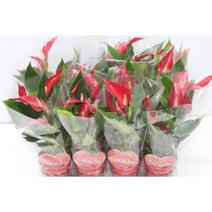 ANTHURIUM BANDEROLA ROJA P09