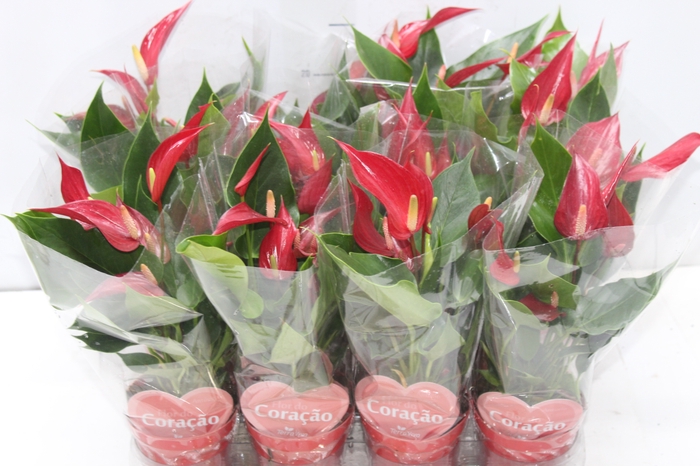 <h4>ANTHURIUM BANDEROLA ROJA P09</h4>