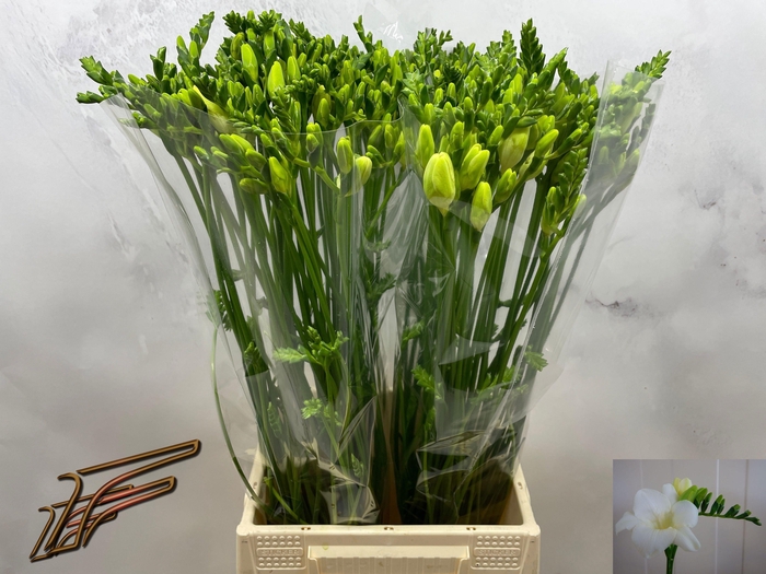 <h4>FR EN AMBIANCE</h4>