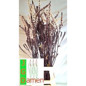 ACTAEA SIM BRUNETTE
