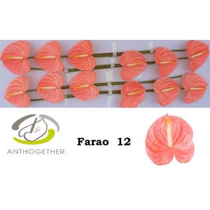 Anthurium Farao