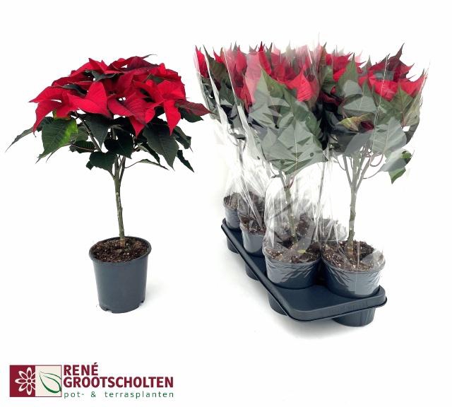 <h4>EUPHOR P CHR F RED</h4>